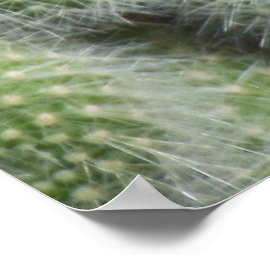 Cactus Flowers Poster (Hoek)