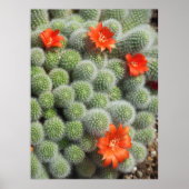 Cactus Flowers Poster (Voorkant)