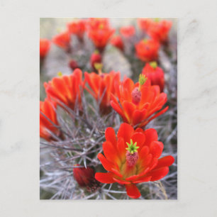 Cactus Flowers Red Blooms Claret Cups Briefkaart