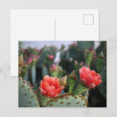 Cactus Flowers Red Pink Blooms Briefkaart (Voorkant / Achterkant)