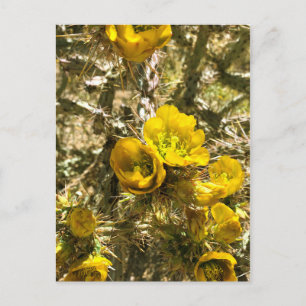 Cactus Flowers Yellow Cholla Blooms Briefkaart