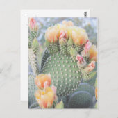 Cactus Flowers Yellow Pink Blooms Briefkaart (Voorkant / Achterkant)