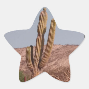 Cactus Fotografie Sticker