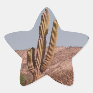 Cactus Fotografie Sticker