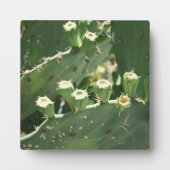 Cactus Fotoplaat (Voorkant)