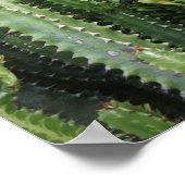 Cactus Garden Poster (Hoek)