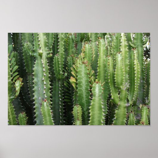 Cactus Garden Poster (Voorkant)