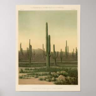 Cactus grove, Arizona Poster