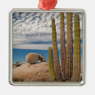Cactus in woestijn landschap metalen ornament