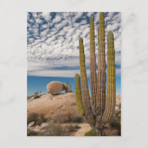 Cactus in woestijnlandschap briefkaart