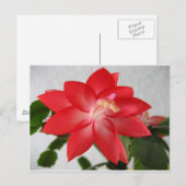 Cactus, kerstcactus feestdagenkaart (Voorkant / Achterkant)