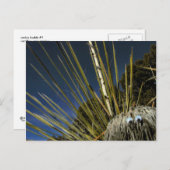 cactus maatje #1 briefkaart (Voorkant / Achterkant)