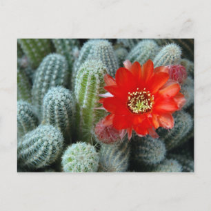 Cactus met Oranje ventilator Briefkaart