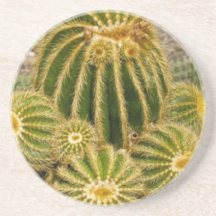 Cactus Onderzetter