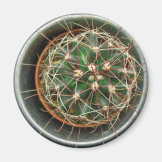 Cactus op koelkast magneet