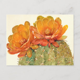 Cactus Oranje bloesems Briefkaart