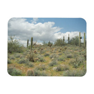 Cactus Pastoral Decorative Western Photo Magnets Magneet