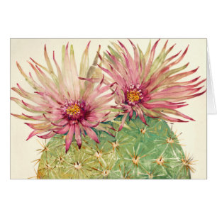 Cactus Pink Blossom