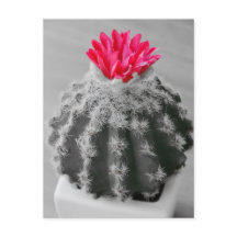Cactus Plant zwart wit foto met roze bloem