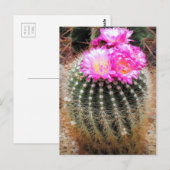 Cactus:Postcard Briefkaart (Voorkant / Achterkant)