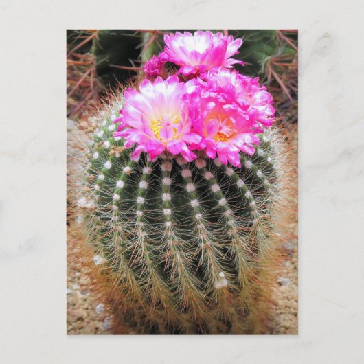 Cactus:Postcard Briefkaart (Voorkant)