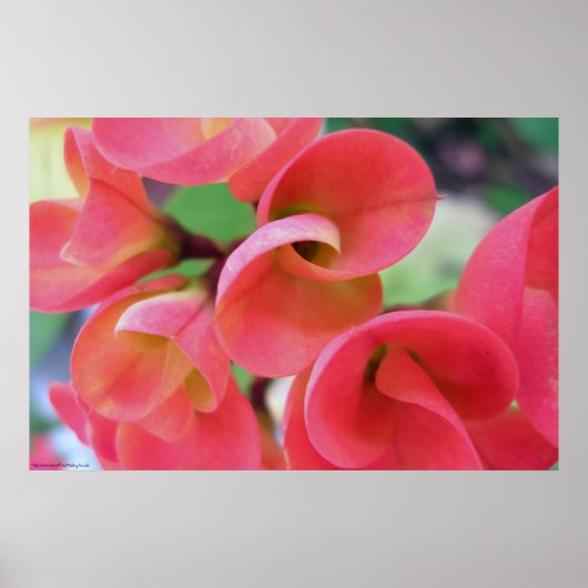 Cactus Poster (Voorkant)