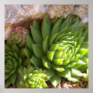 Cactus Poster