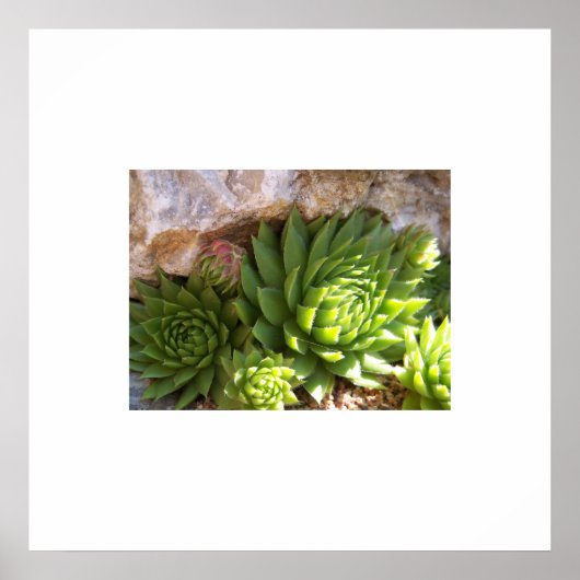 Cactus Poster (Voorkant)