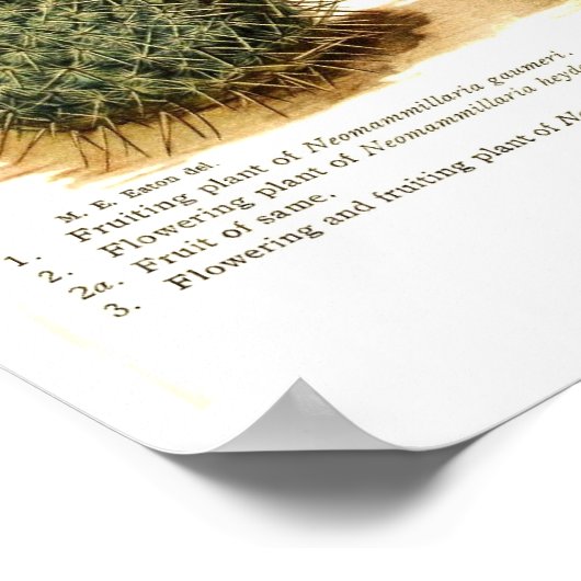 Cactus Poster (Hoek)