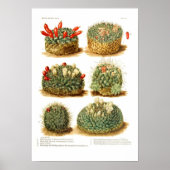 Cactus Poster (Voorkant)