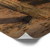 Cactus Poster (Hoek)