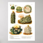Cactus Poster (Voorkant)