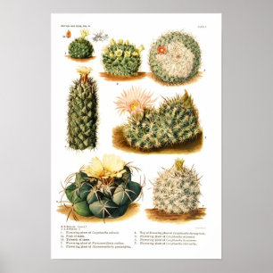 Cactus Poster