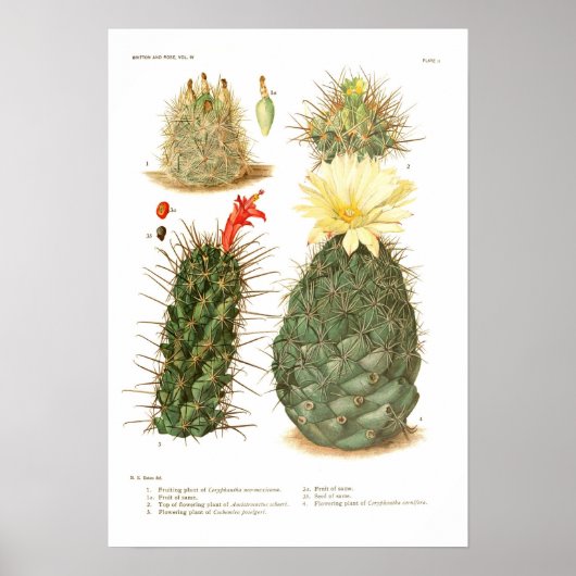 Cactus Poster (Voorkant)