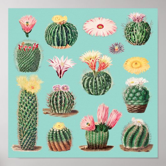 Cactus Poster (Voorkant)