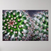 cactus poster (Voorkant)