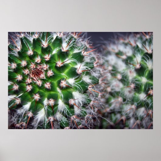 cactus poster (Voorkant)