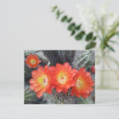 Cactus Quartet Briefkaart (Staand voorkant)