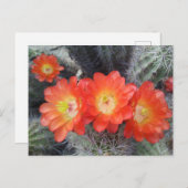 Cactus Quartet Briefkaart (Voorkant / Achterkant)