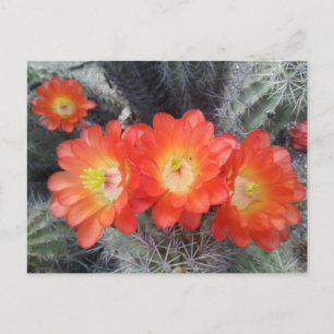 Cactus Quartet Briefkaart