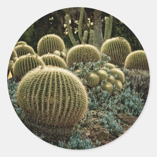 Cactus Ronde Sticker (Voorkant)