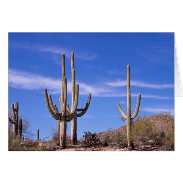 Cactus saguaro géant multi-bras, Saguaro (Devant horizontal)