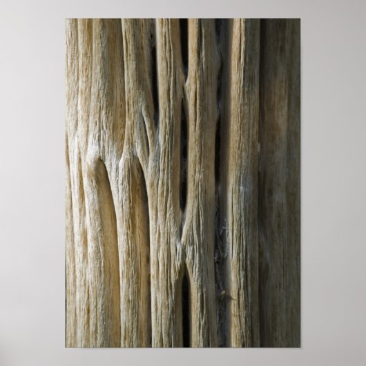 Cactus Skeleton Poster (Voorkant)