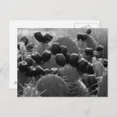 Cactus snoep briefkaart (Voorkant / Achterkant)