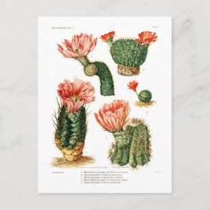 Cactus-soorten Briefkaart