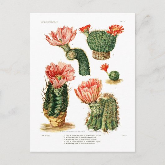 Cactus-soorten Briefkaart (Voorkant)