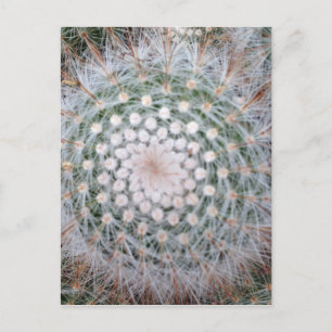 Cactus Spiral Briefkaart