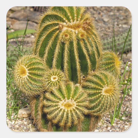 Cactus Sticker (Voorkant)
