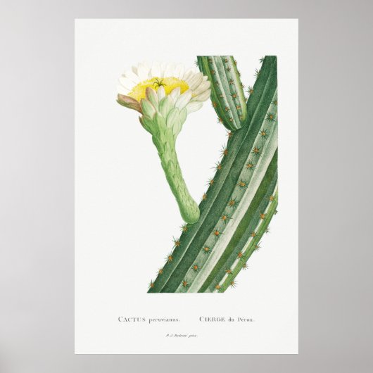  Cactus/Succulent Illustratie Poster (Voorkant)