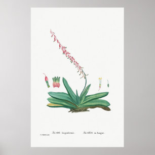  Cactus/Succulent Illustratie Poster